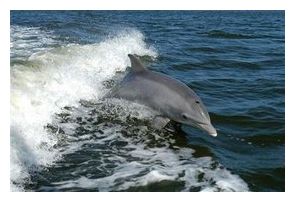 dolphin