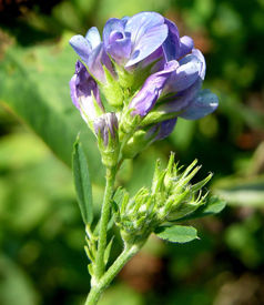 flowering alfalfa