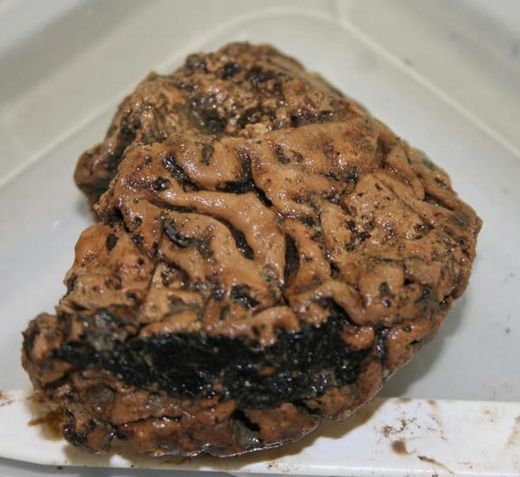 oldest brain