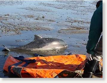 dead dolphin
