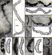 Click to enlarge Cyanobacteria ancient fossils
