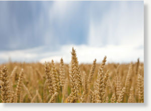 Wheat