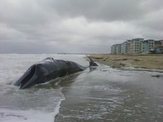 dead whale