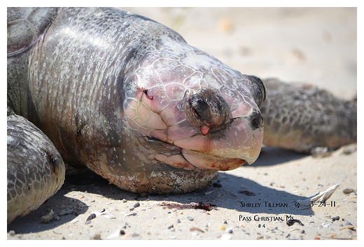 dead, turtle
