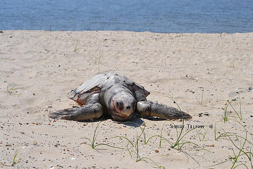 ead, turtle