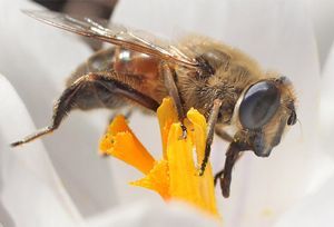 pollen bee