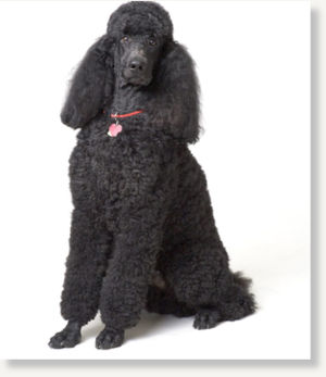 poodle