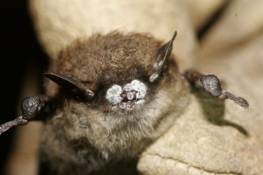 bat