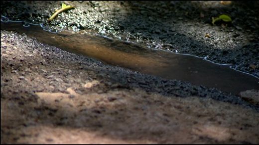 Click to enlarge mosquito water dengue