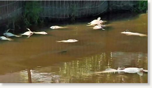 dead fish