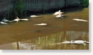 dead fish