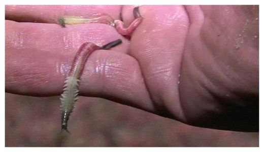 Bristleworms