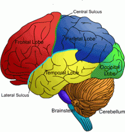brain illus