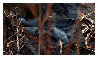 Click to enlarge Dead Fishes