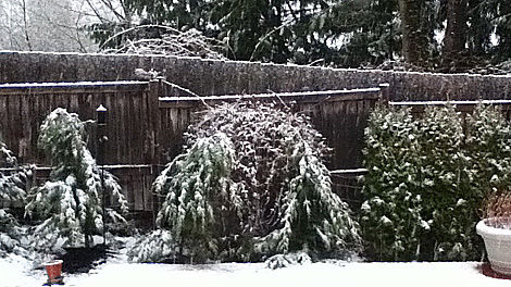 Lake Stevens, Wash. April snow