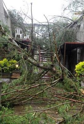 Click to enlarge knocked tree