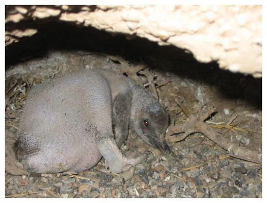 Magellanic Penguin Chick