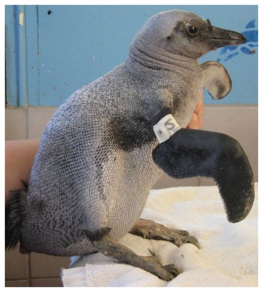 African Penguin