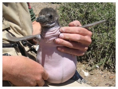 Click to enlarge Magellanic Penguin