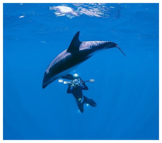dolphin