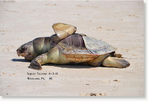 Click to enlarge dead sea turtle