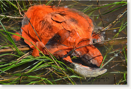 Click to enlarge dead sea turtle