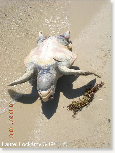 Click to enlarge dead sea turtle