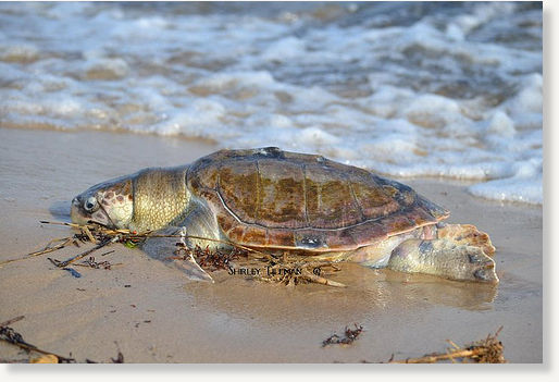 Click to enlarge dead sea turtle