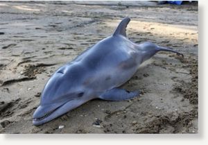dead dolphin