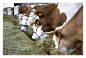 Cows