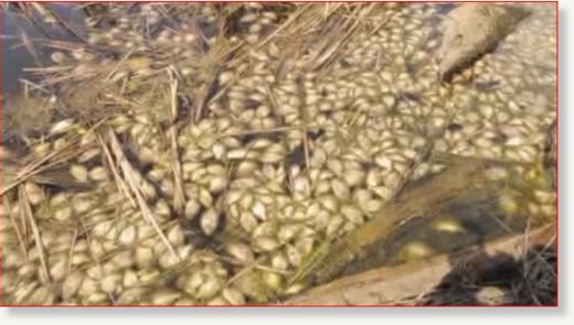 Click to enlarge dead fish