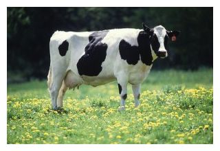 cow