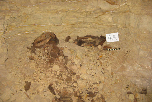mummified dogs