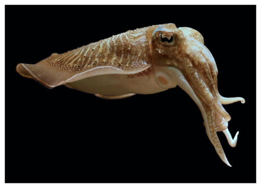 Giant Squid