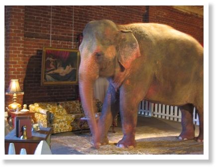 elephant