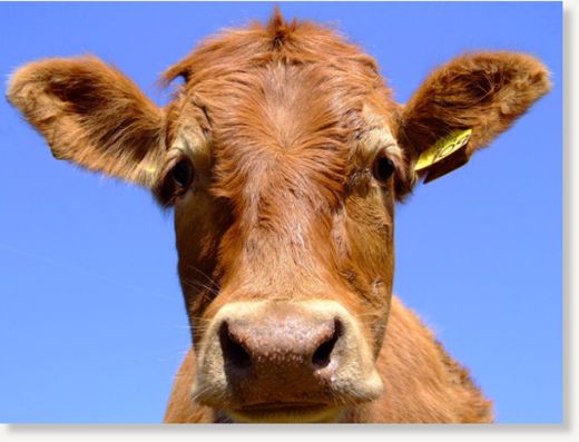 Cow