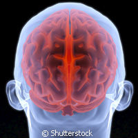 brain