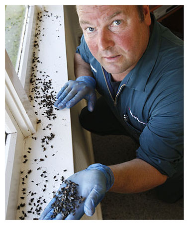 Click to enlarge Cluster Flies