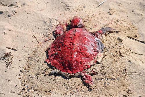 dead turtle