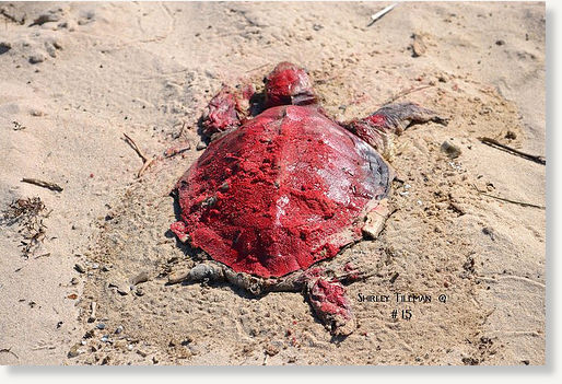 dead turtle