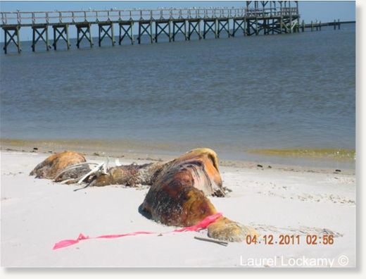 Click to enlarge dead dolphin