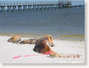 dead dolphin