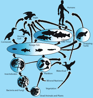 bioaccumulation radiation food chain