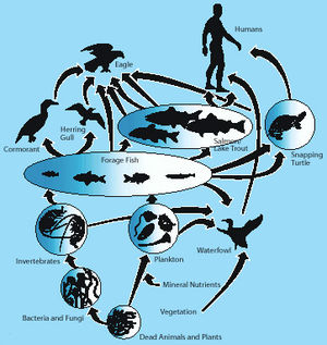 bioaccumulation radiation food chain