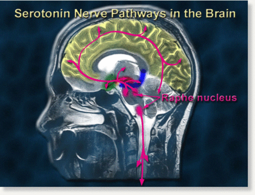 seratonin