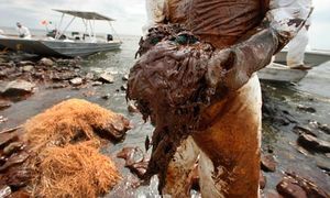 Click to enlarge <em>Deepwater Horizon</em> BP oil spill: A clean-up worker picks up blobs of oil in absorbent snare