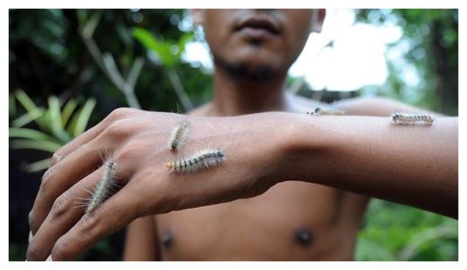 Caterpillars
