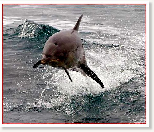 Click to enlarge dolphin