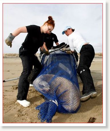 dead sea lion