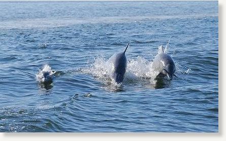 dolphins